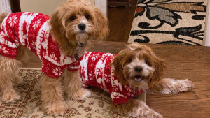 dogs in sweaters